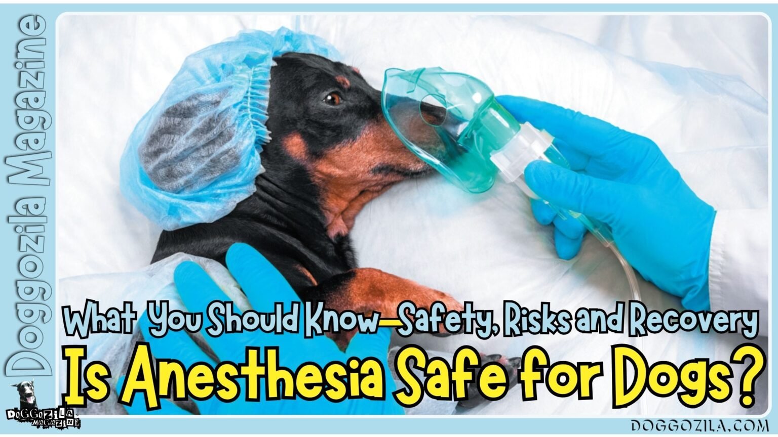 Is Anesthesia Safe for Dogs