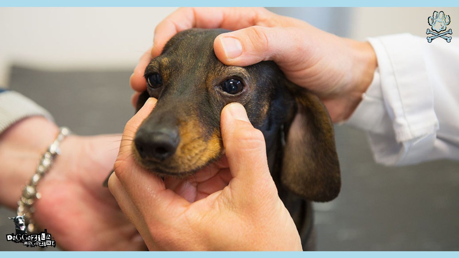 dog have eye exam at the vet