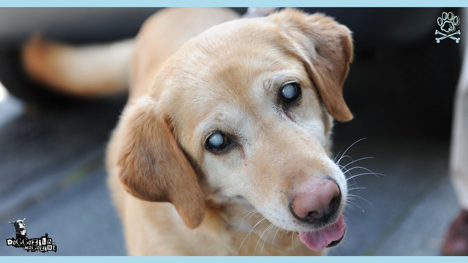 blind but happy dog