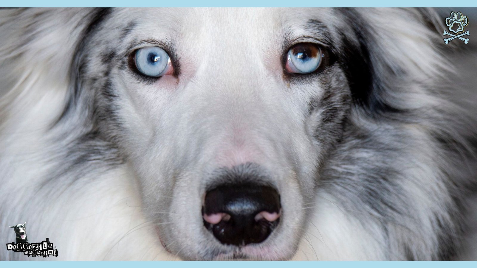 Progressive Retinal Atrophy in Dogs