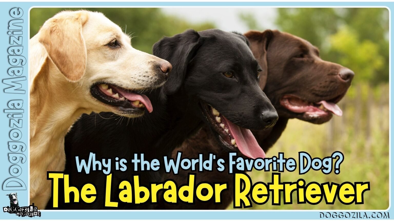 The Labrador Retriever