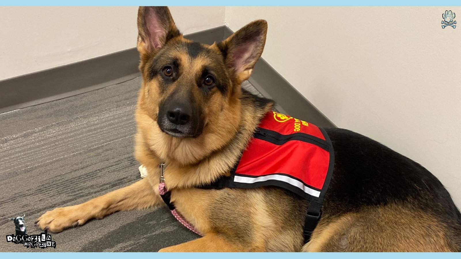 Therapy Dogs