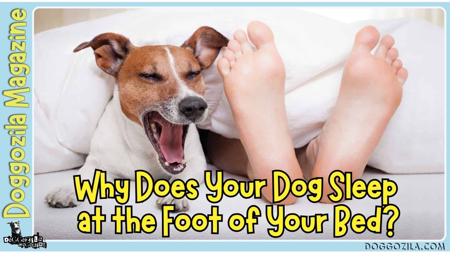 Why Does Your Dog Sleep at the Foot of Your Bed