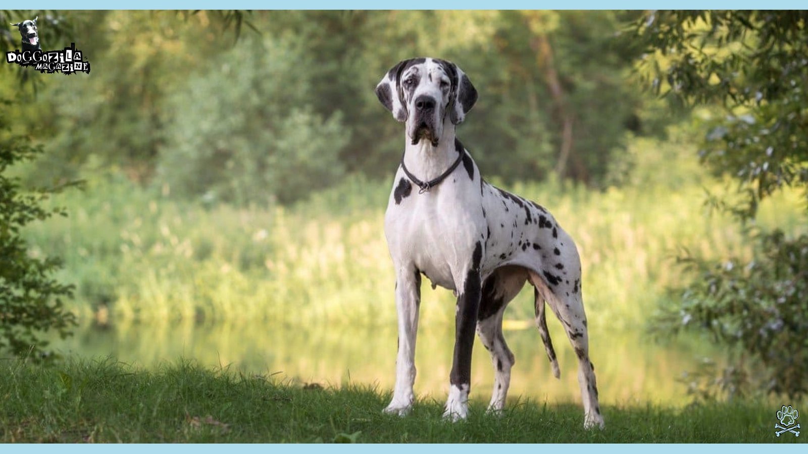 Great Dane is one of the Barrel-Chested Dog Breeds