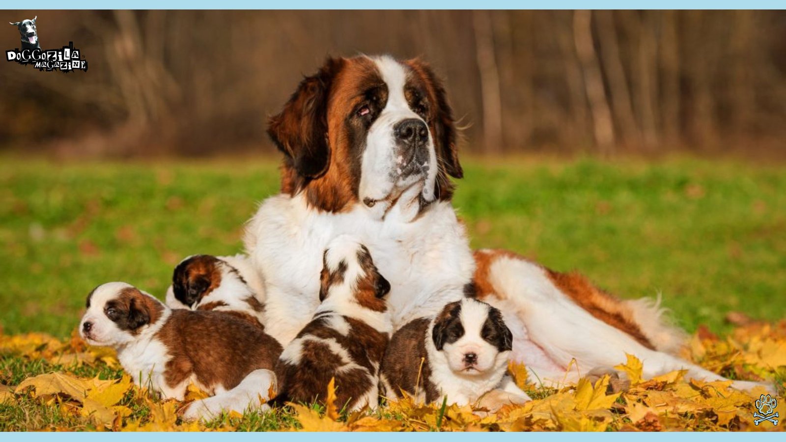 Saint Bernard with her puppies