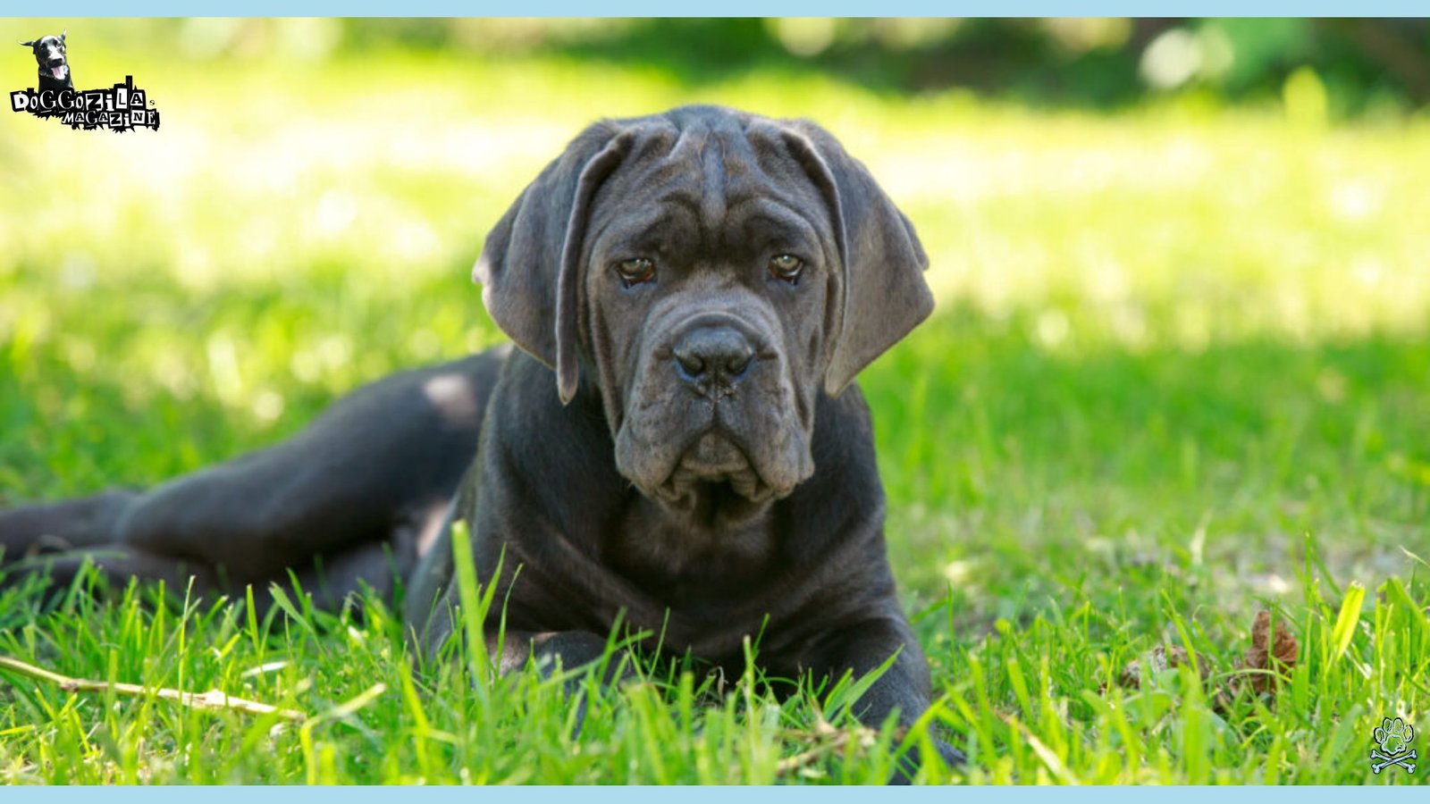 Mastiff dog breed
