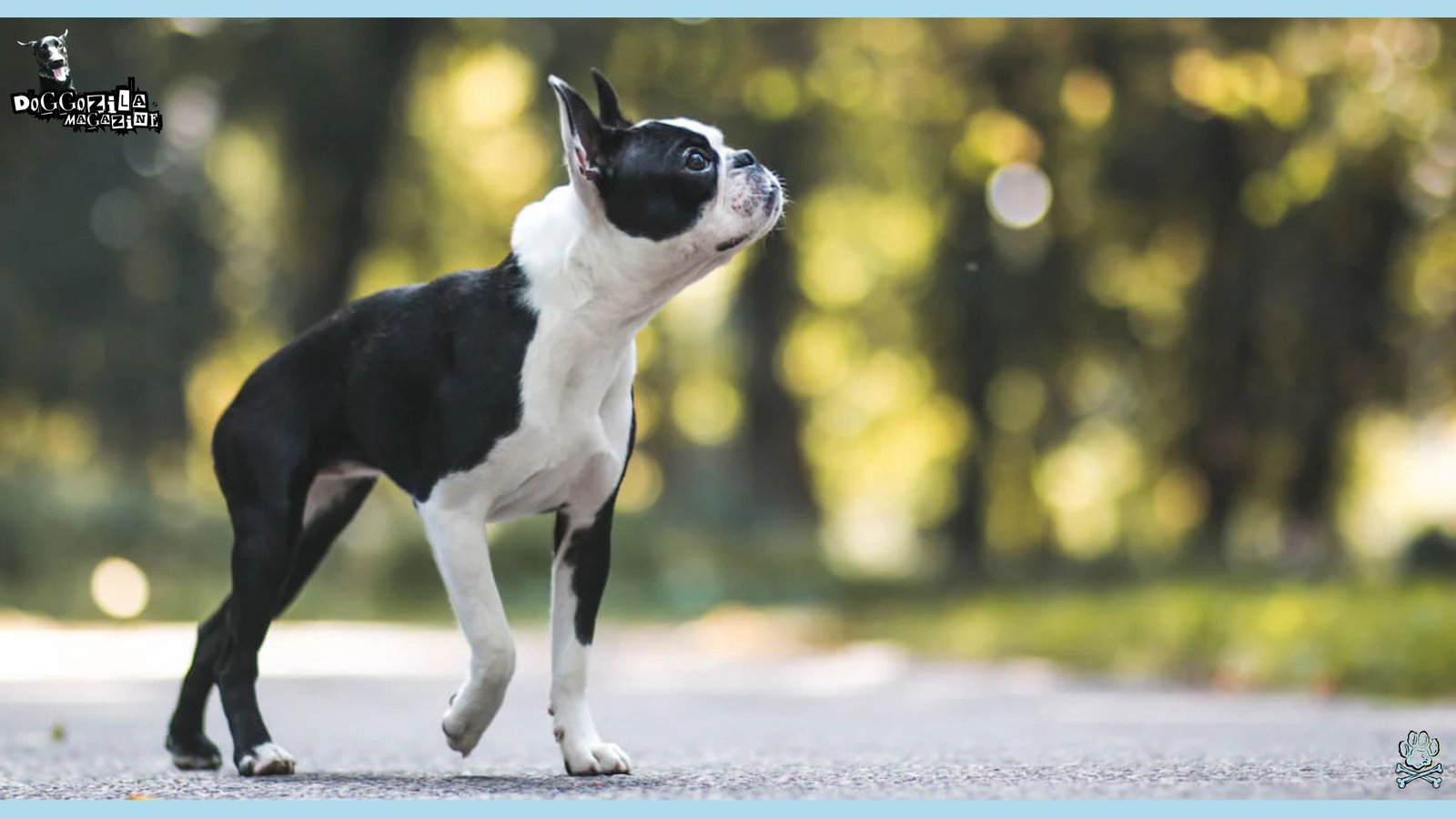 Boston Terrier puppy dog