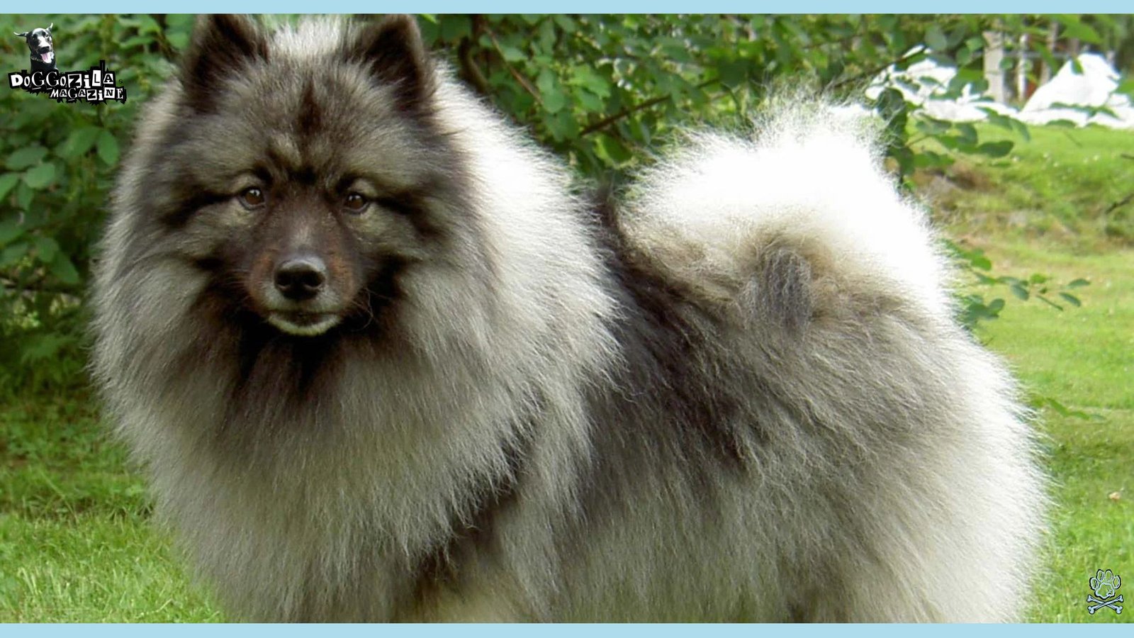 Barrel-Chested Dog Breeds and Their Link to Bloat