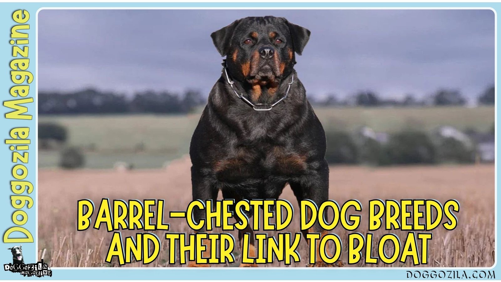 Barrel-Chested Dog Breeds and Their Link to Bloat