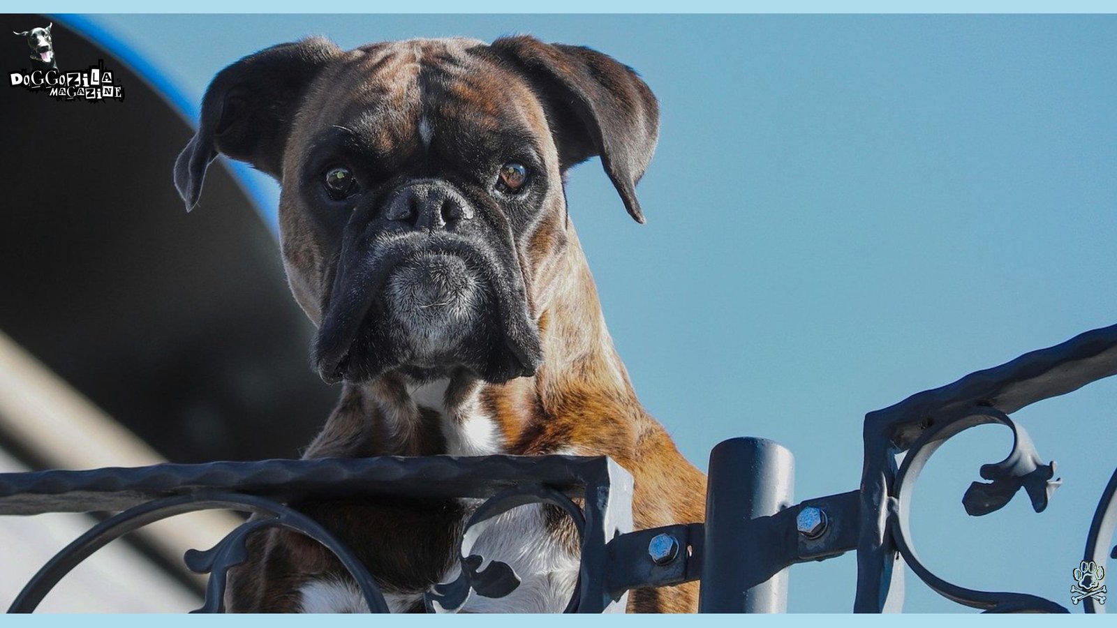 Best Security Dogs for Home Protection