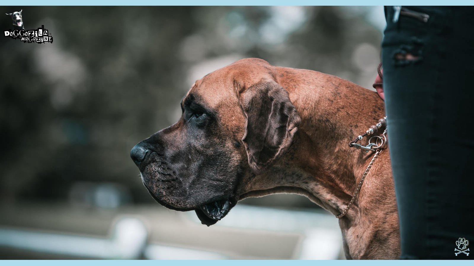 really big and scary dog