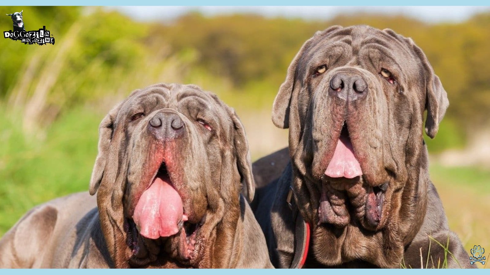 Best Security Dogs for Home Protection