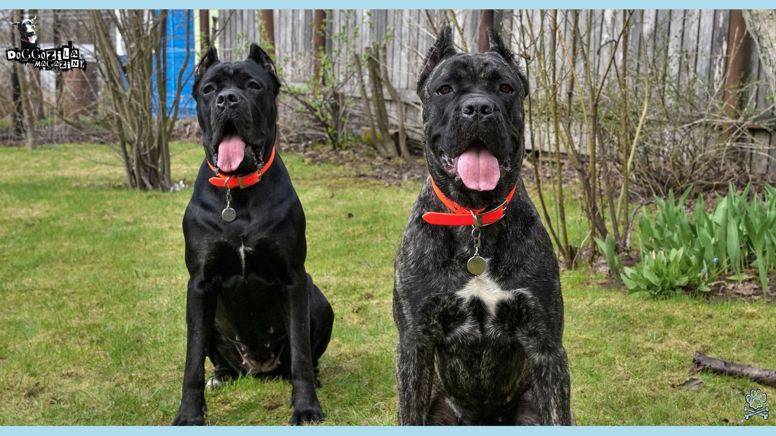 Best Security Dogs for Home Protection