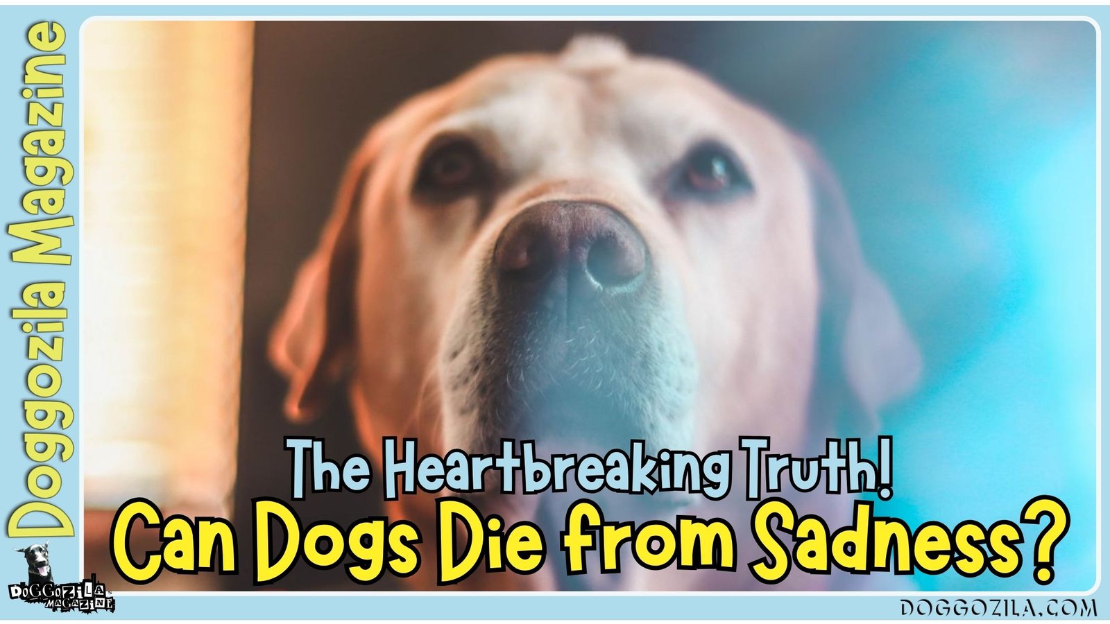 Can Dogs Die from Sadness