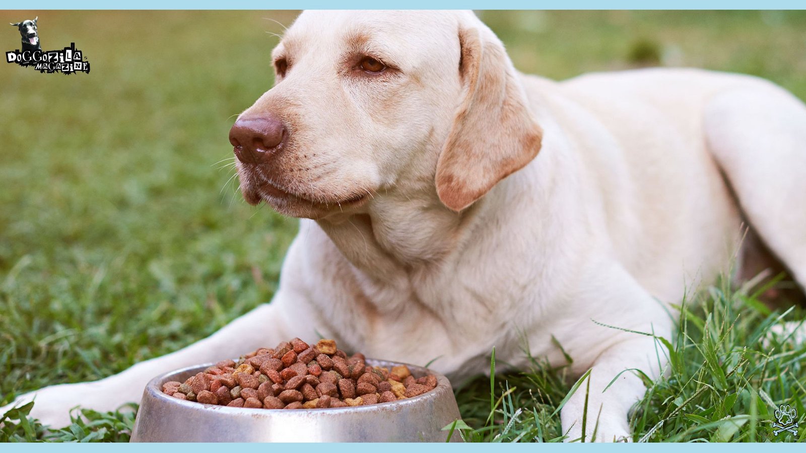 Labrador Retriever do not want to eat his food