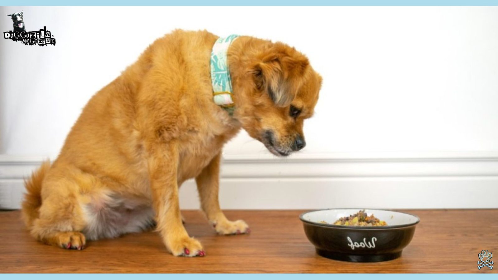 senior dog won't eat his food