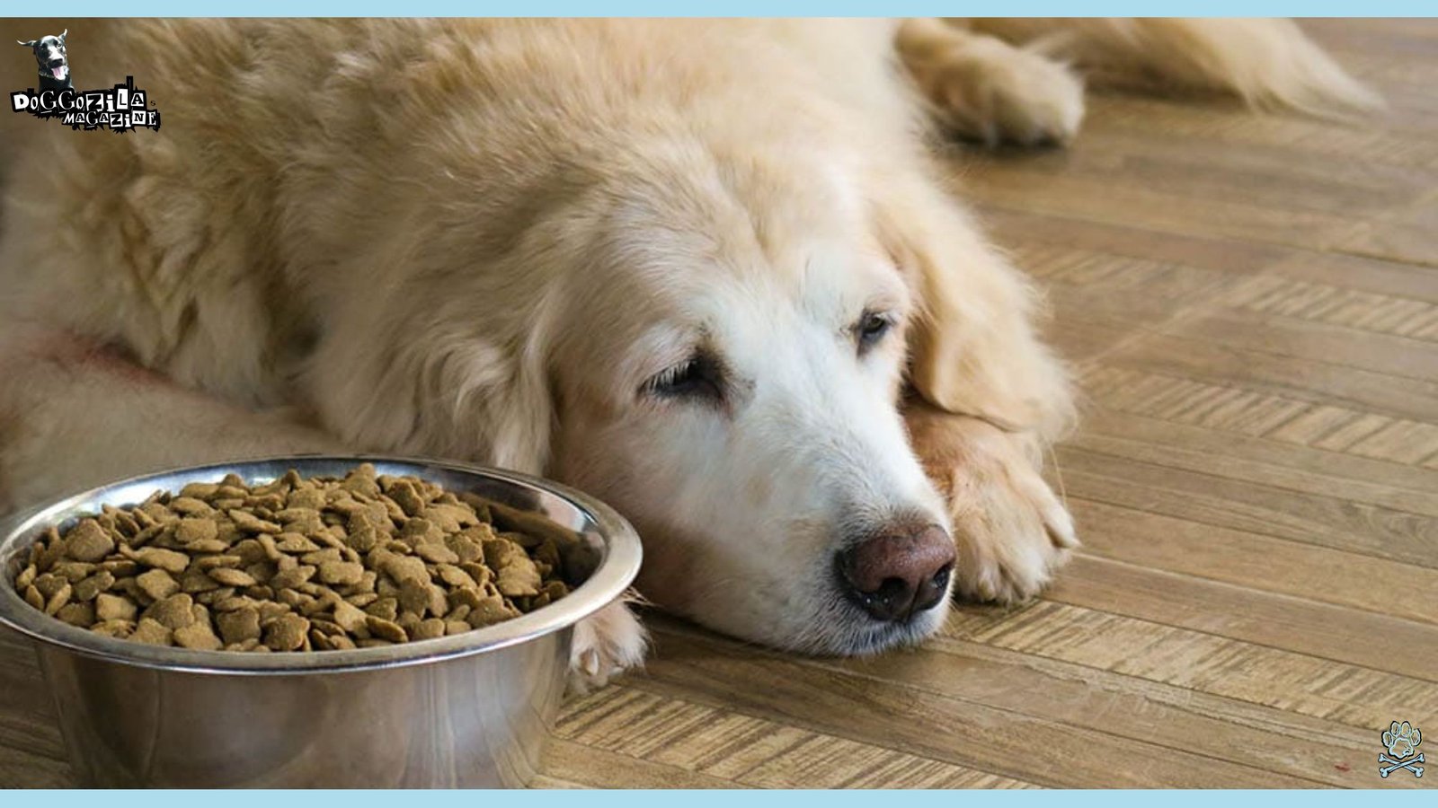 Food Allergies and Intolerances in Dogs