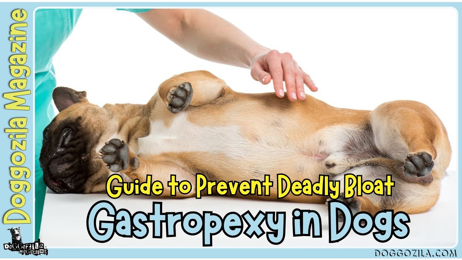 Gastropexy in Dogs