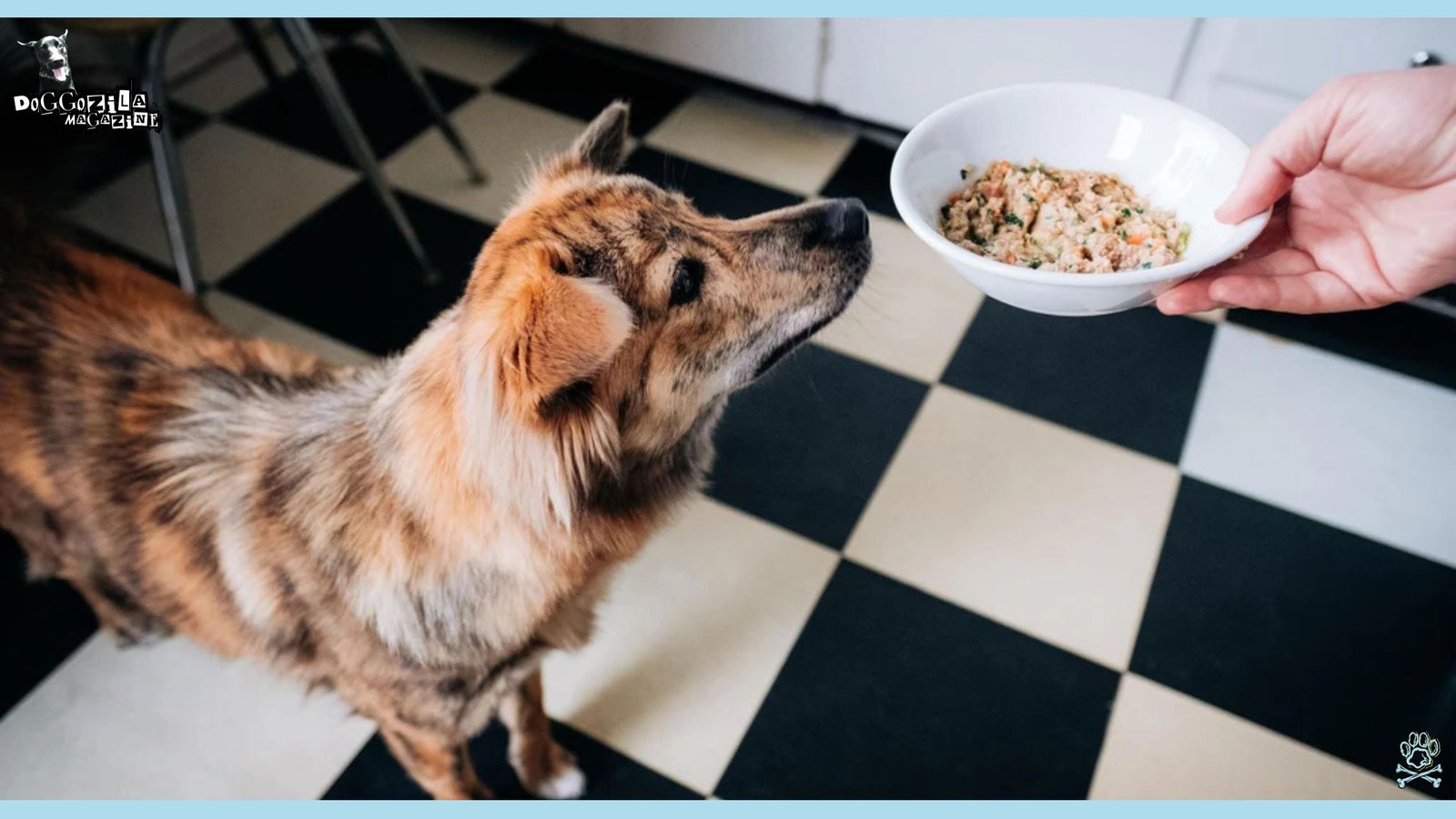 Hungry dog waiting his bowl
