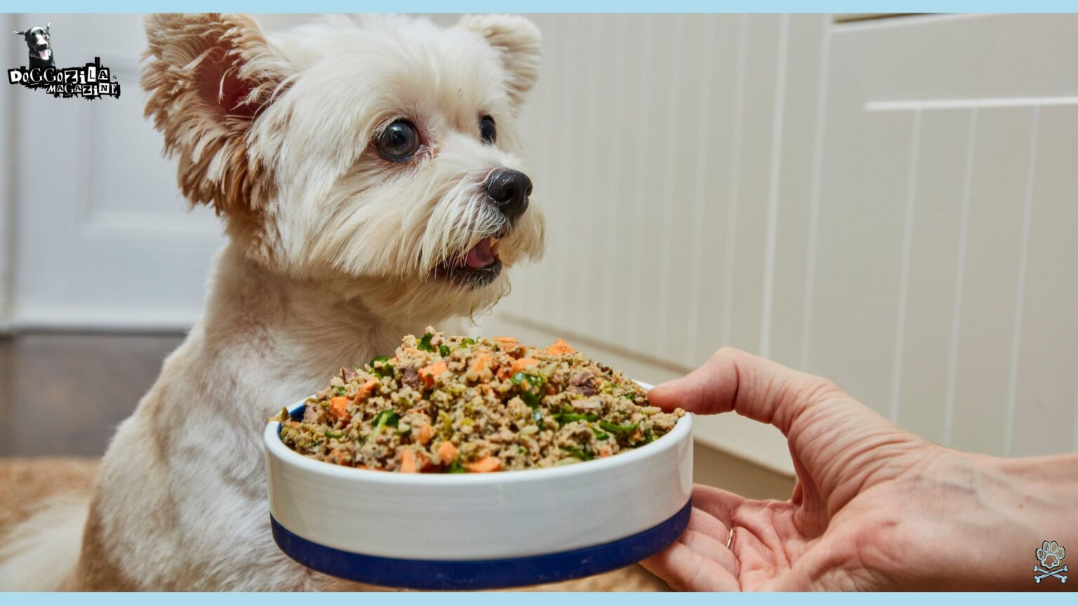 Hungry dog waiting his bowl