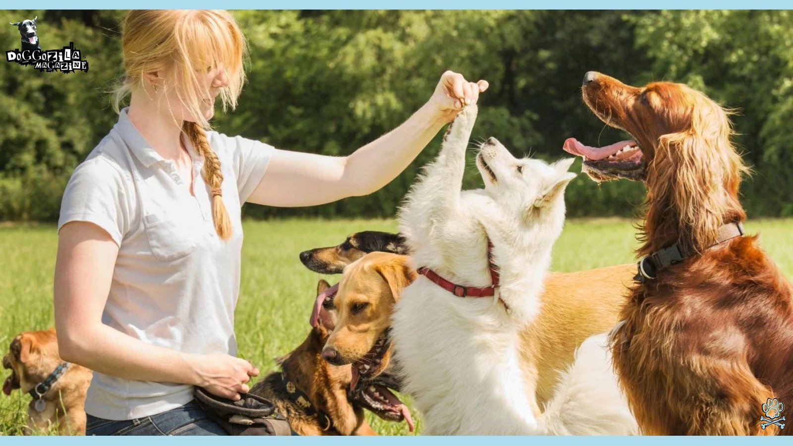 Senior Dog Training