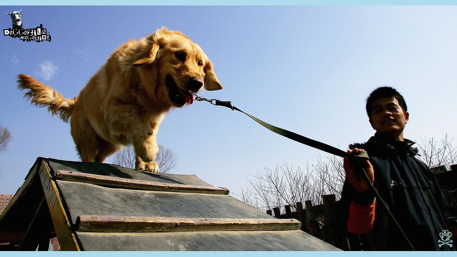 Old Golden Retriever Learning New Tricks