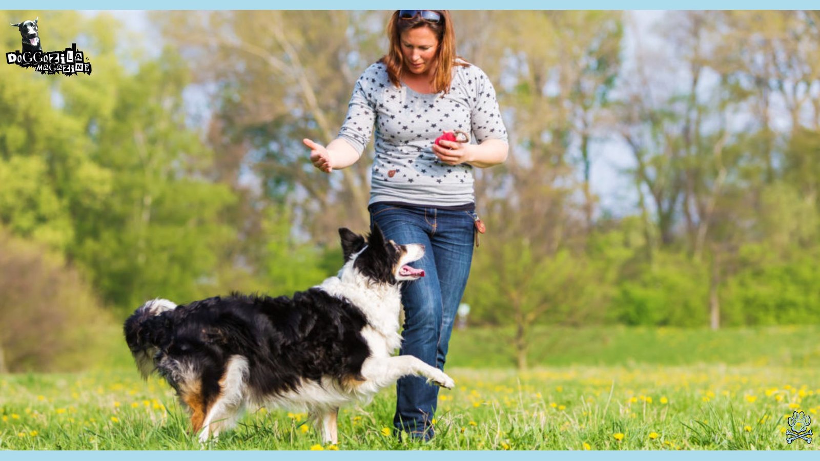 Senior Dog Training