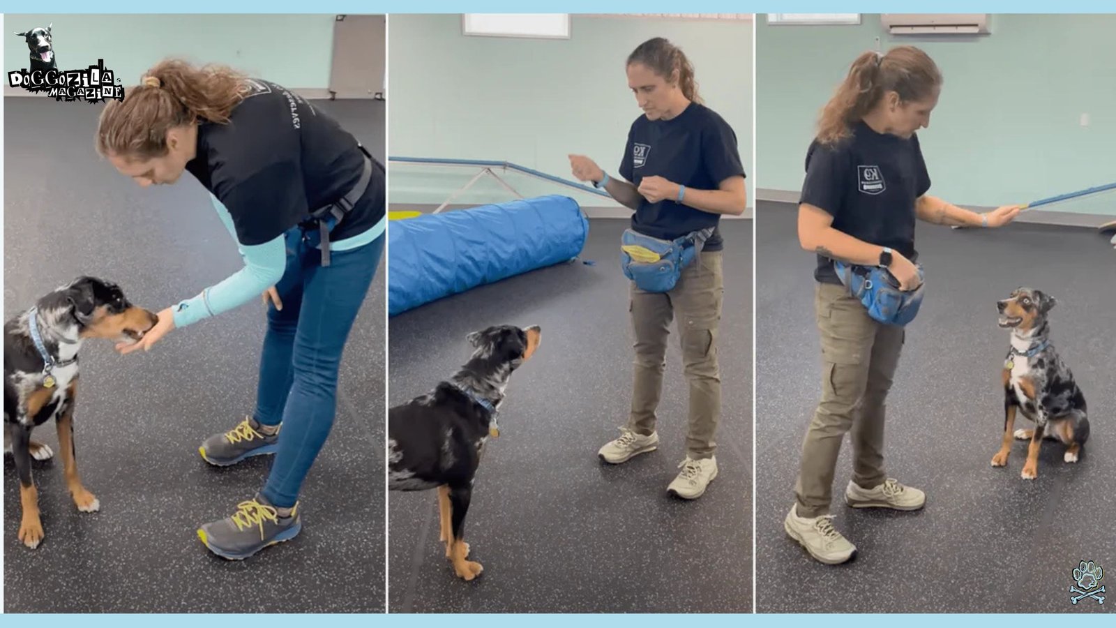 Senior Dog Training
