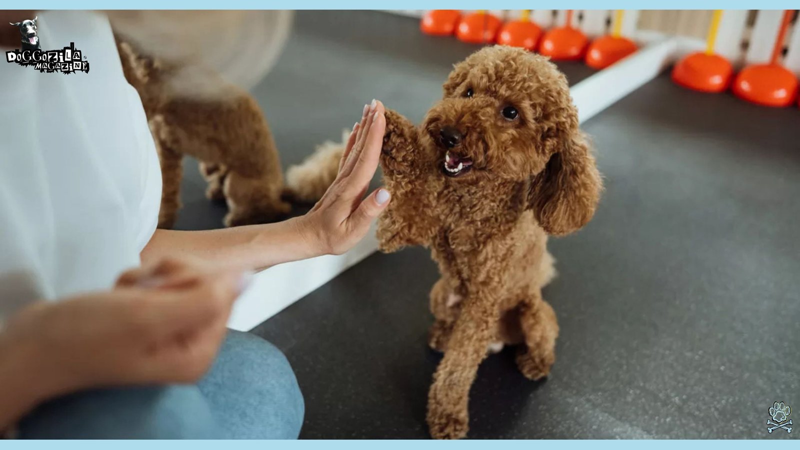 You can teach old dogs to a new tricks-Senior Dog Training