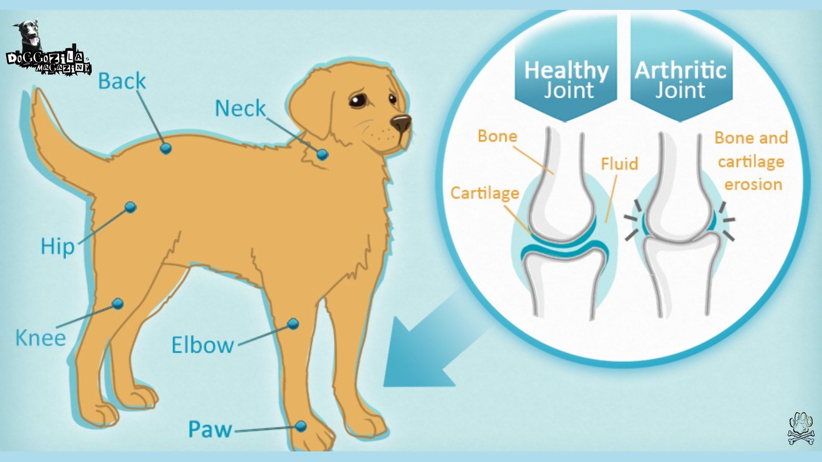 Senior Dogs with Arthritis