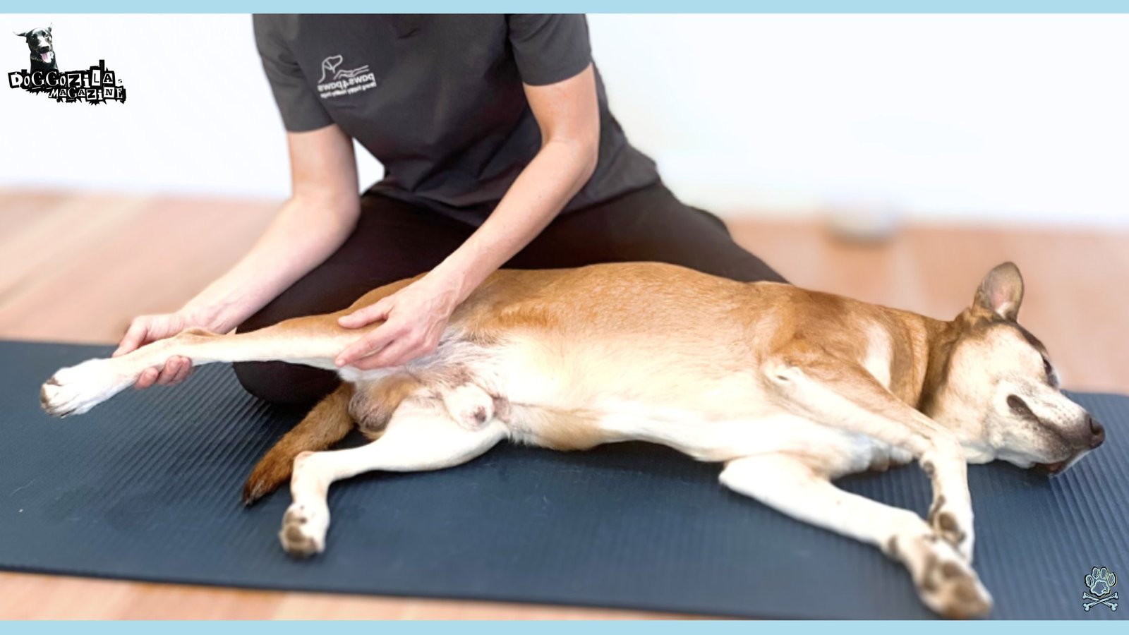 dog having a massage therapy