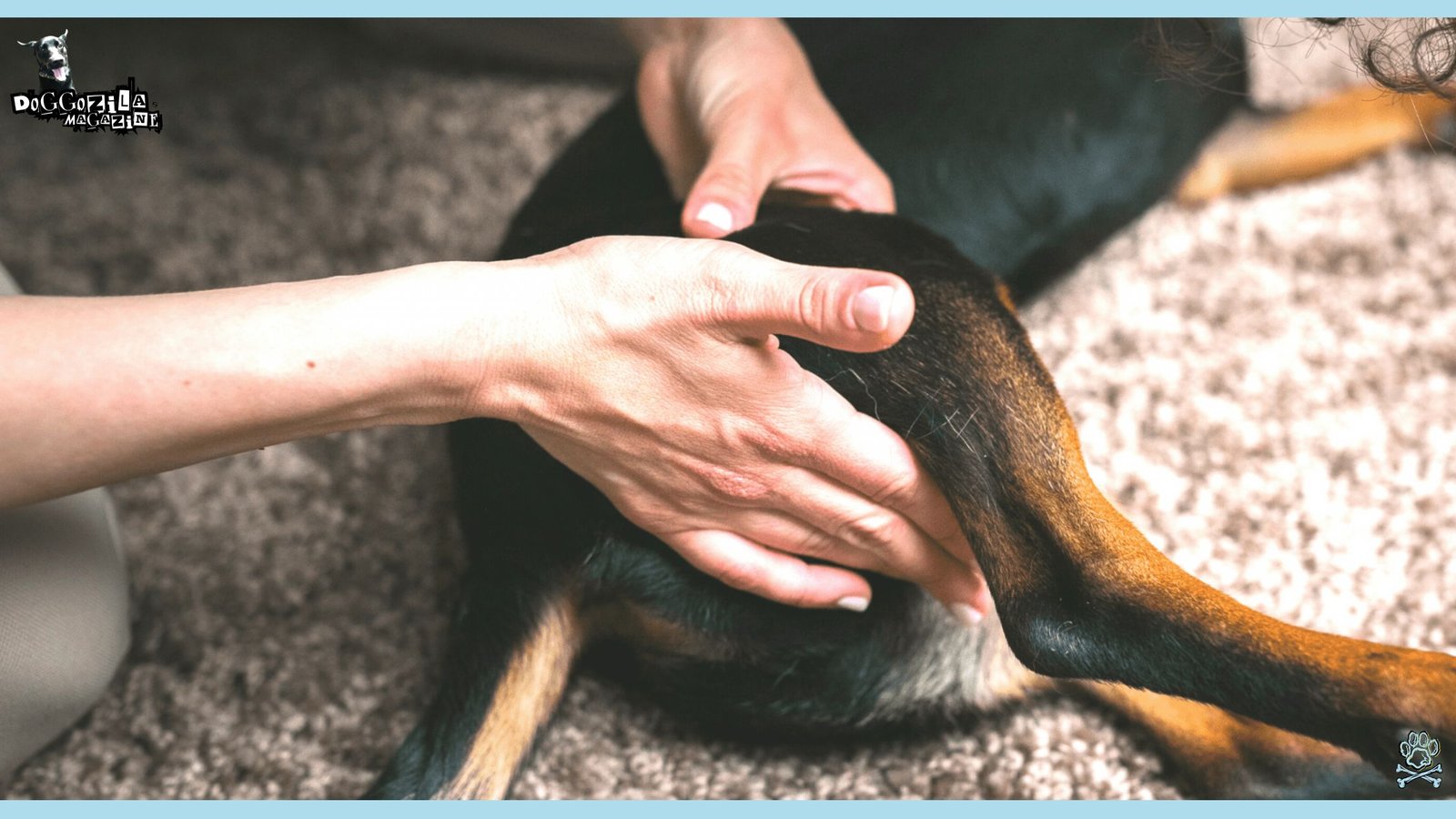 Senior Dogs with Arthritis
