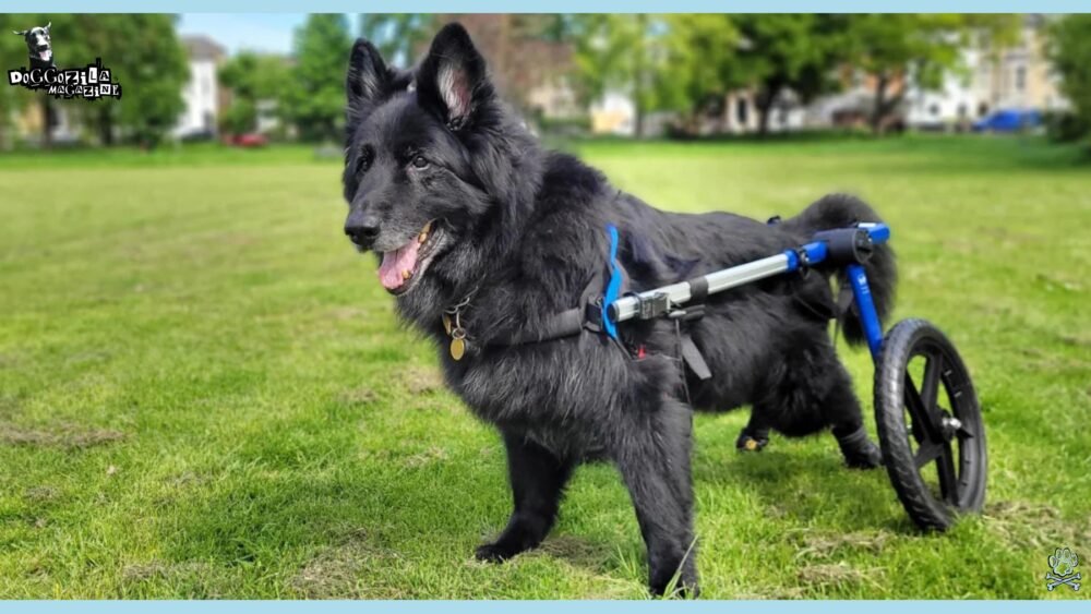 Image showcasing Senior Dogs with Arthritis: Comfort, Mobility, and Quality of Life ...