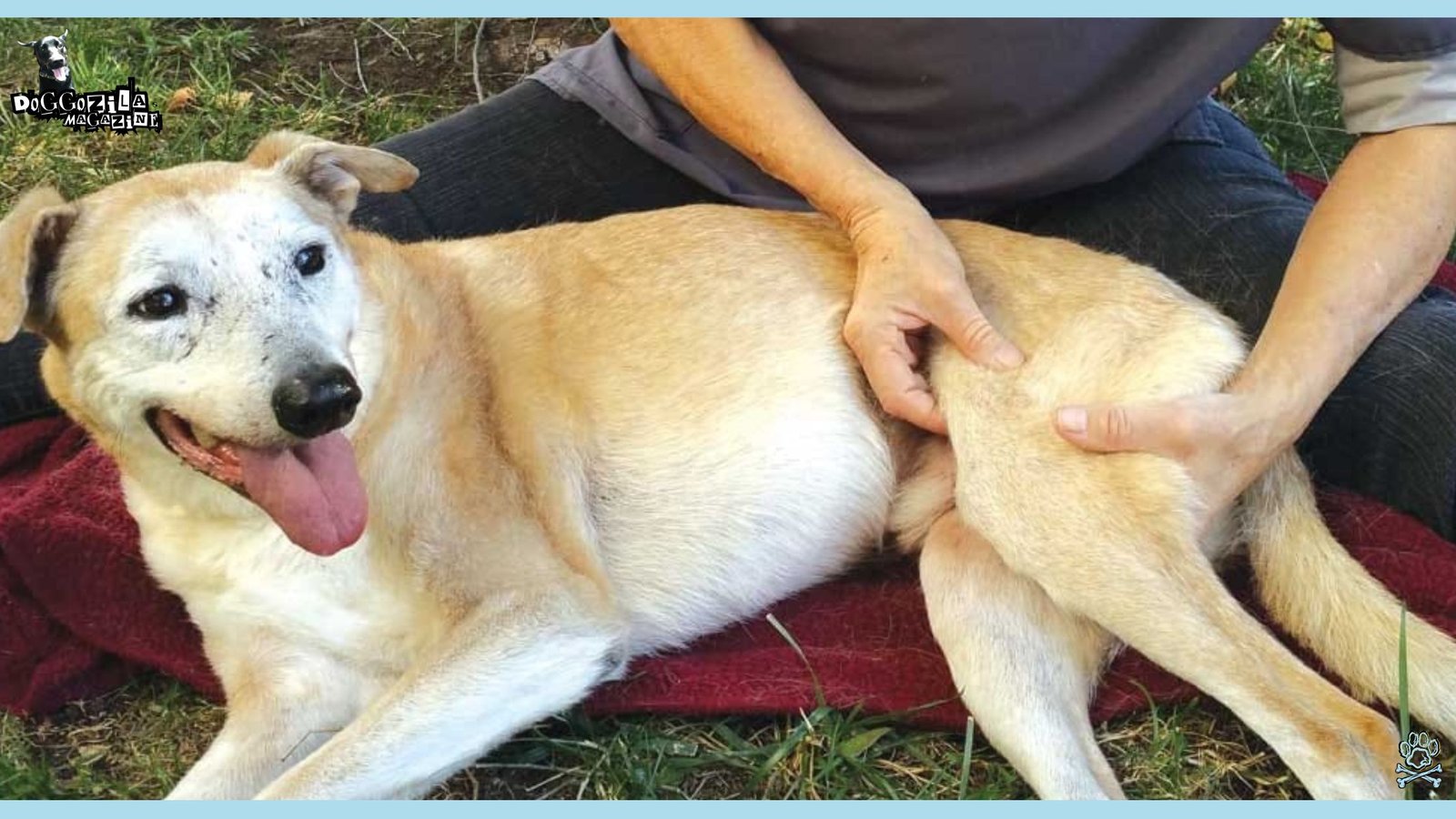 Senior Dogs with Arthritis