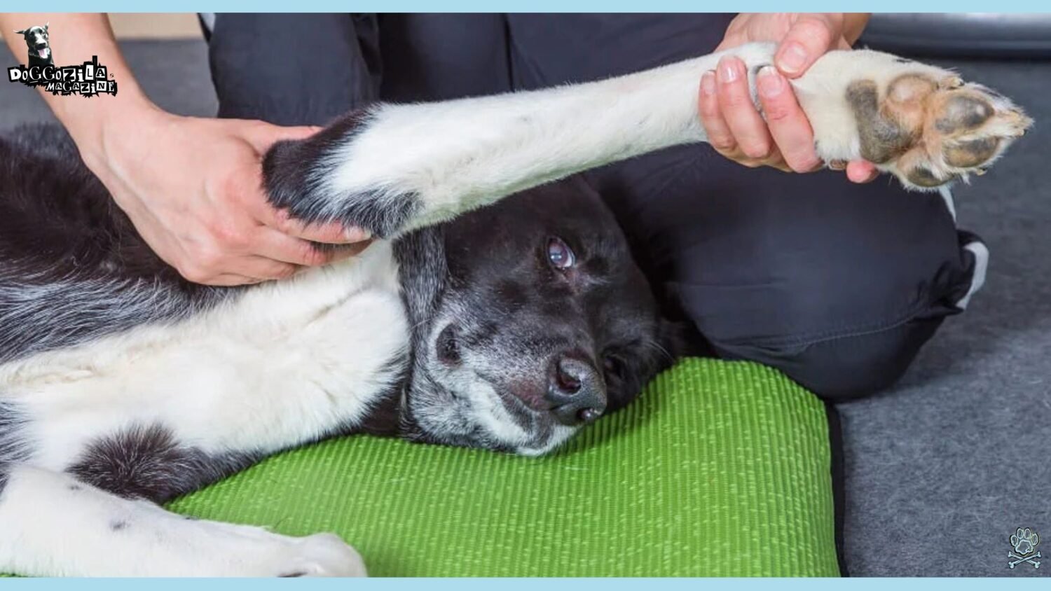 Senior Dogs with Arthritis: Comfort, Mobility, and Quality of Life ...