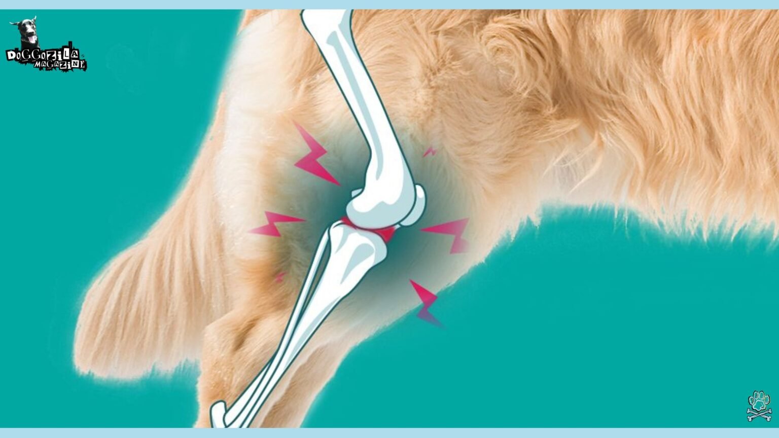 Spinal Arthritis In Senior Dogs photo