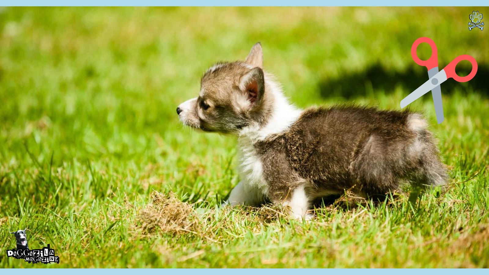 Tail Docking in Dogs