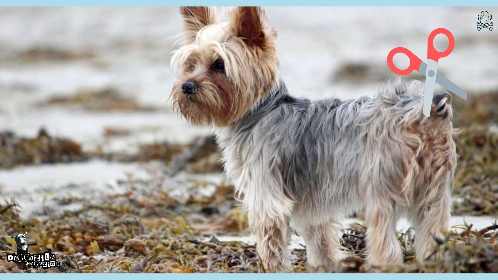 Tail Docking in Dogs