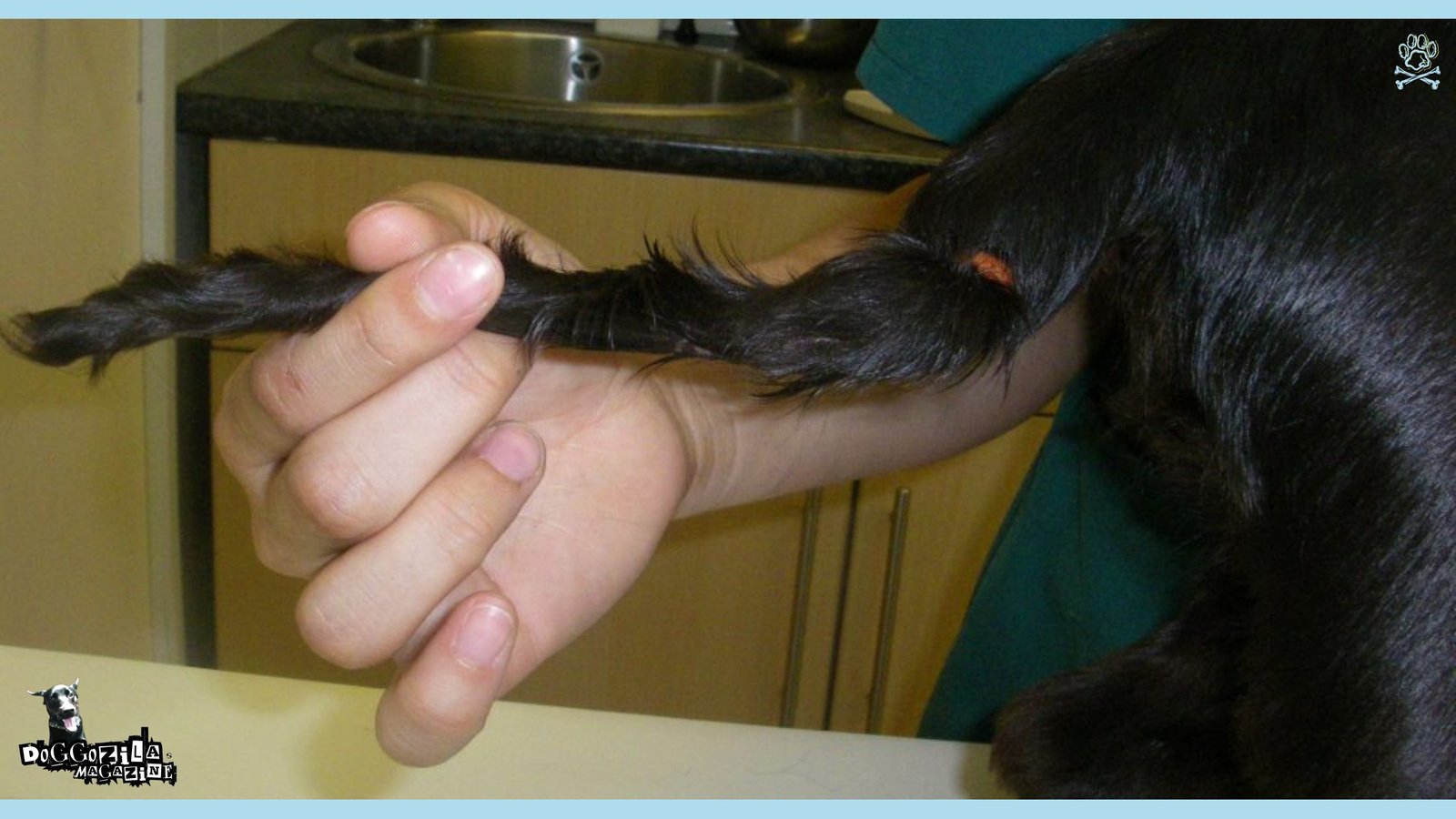puppy before they cut his pretty tail