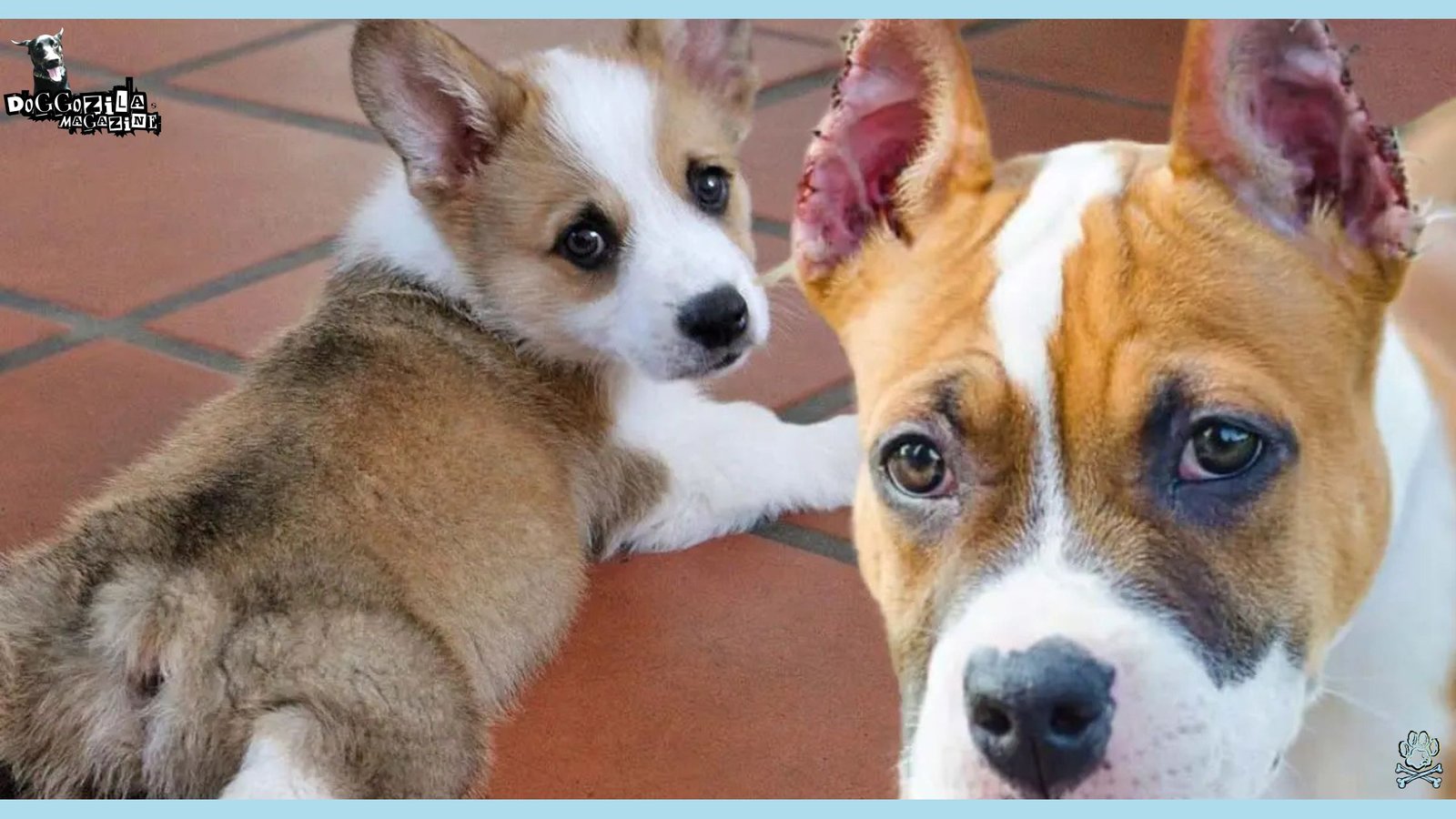 ears and tails cropping in puppies