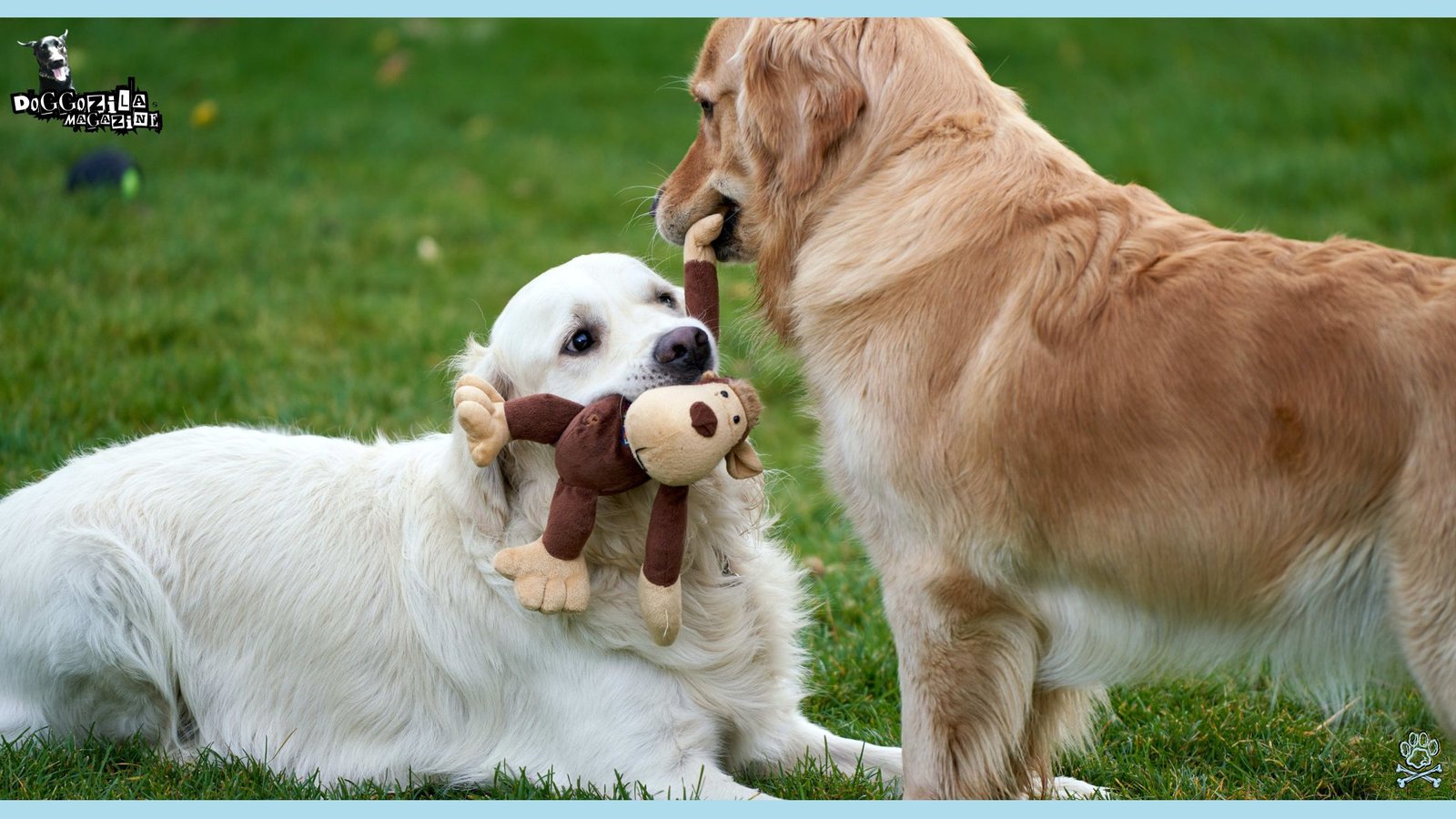 Golden retriever offers a toy to another golden retriever