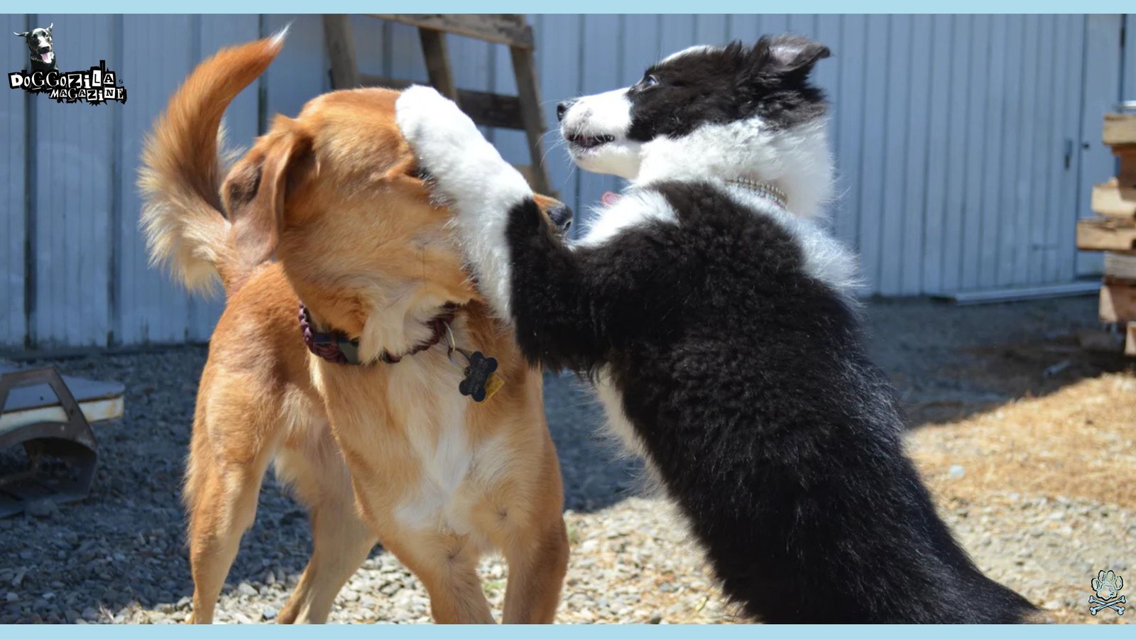 Two dogs play