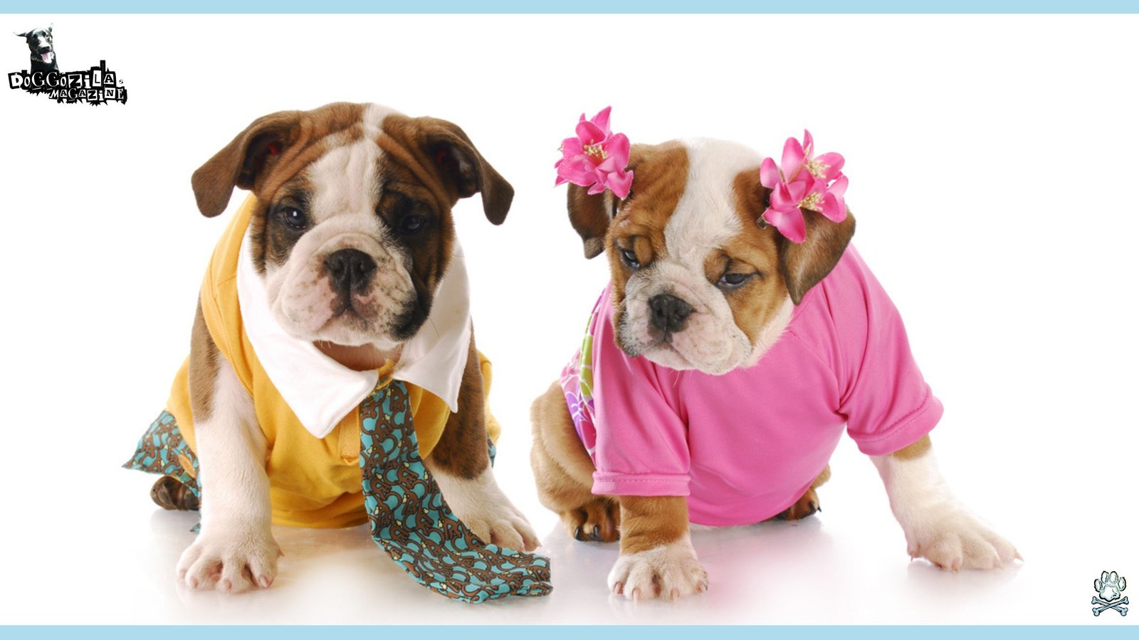 two cute fashionable puppies