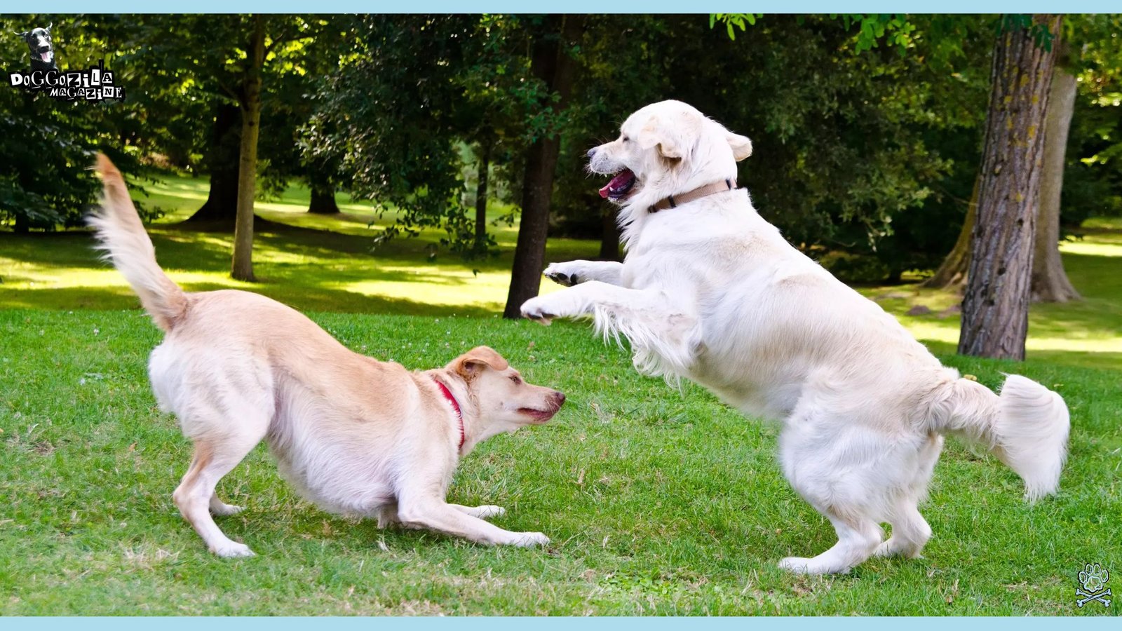 two dogs playing in the park