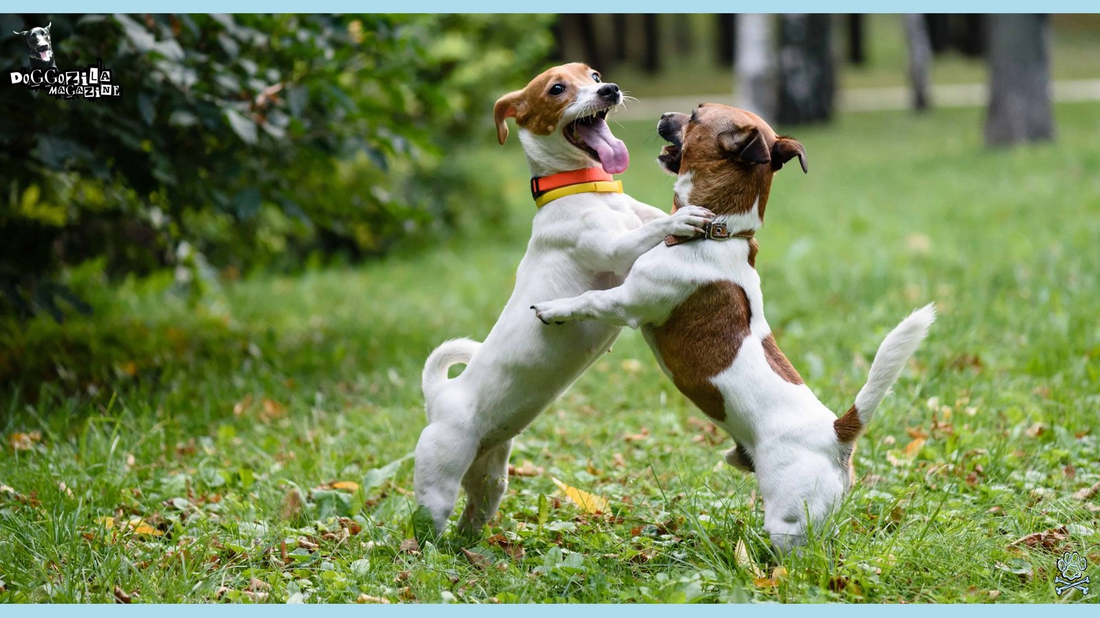 two dogs hugging