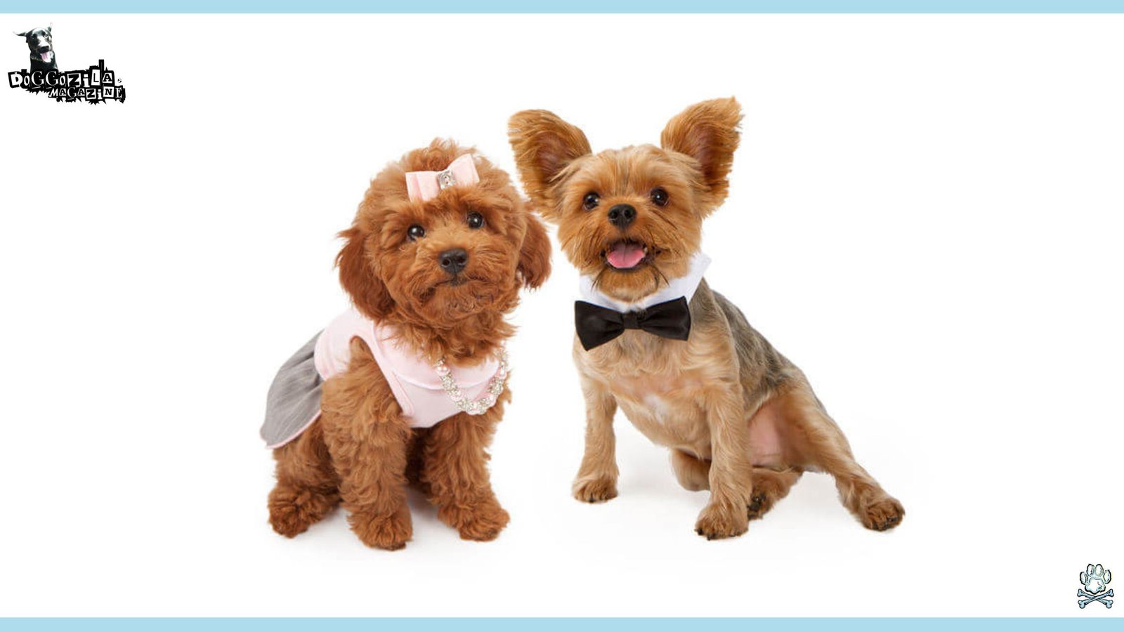 Do Dogs Flirt -Dog Foreplay