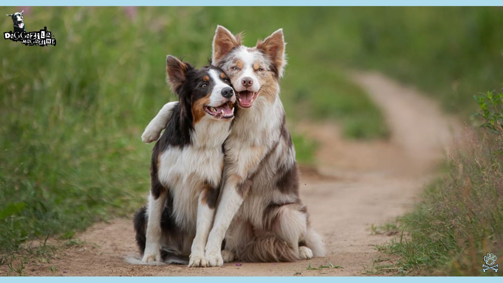 Do Dogs Flirt Dog Foreplay