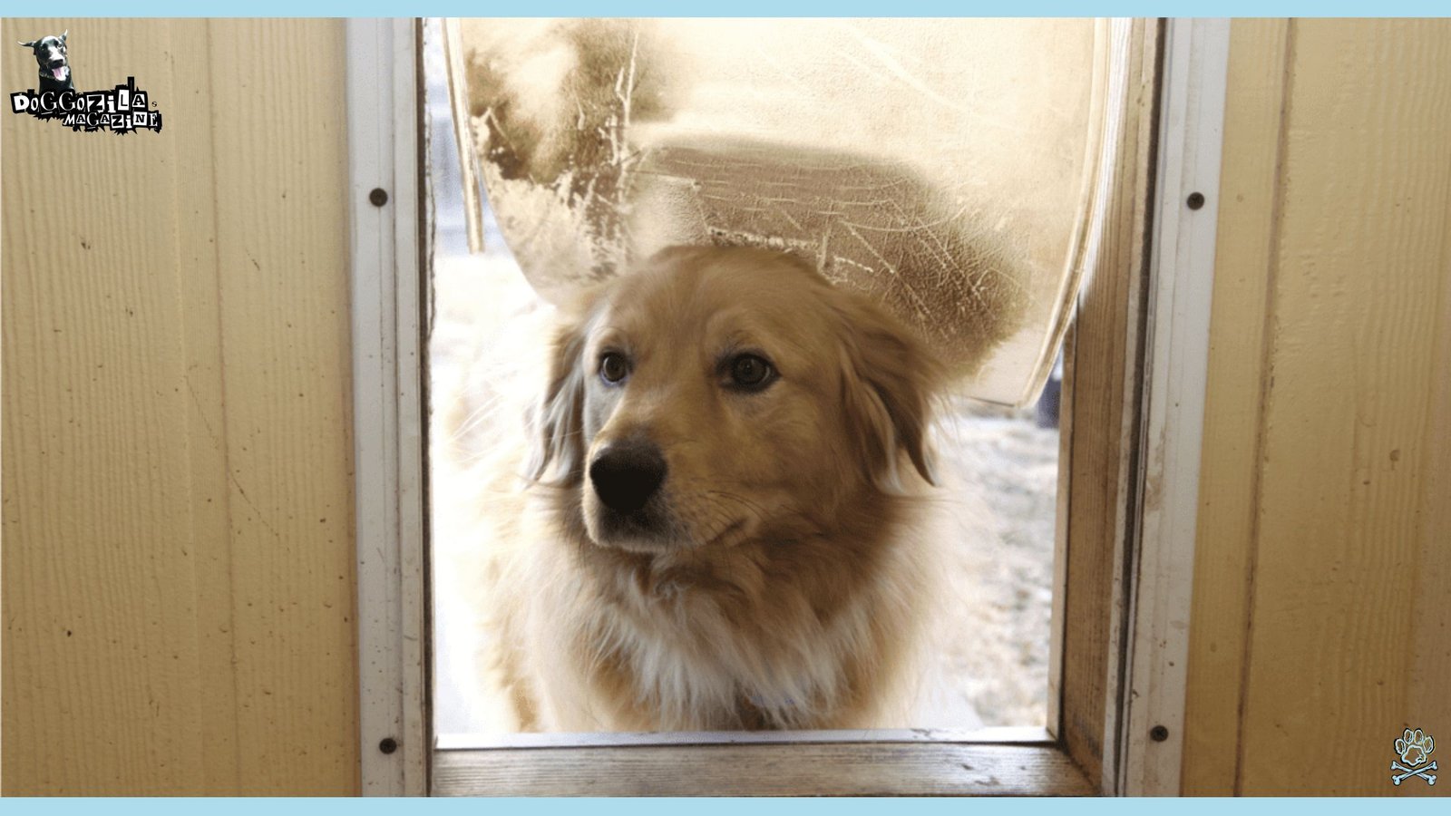 dog peeking through the door opening