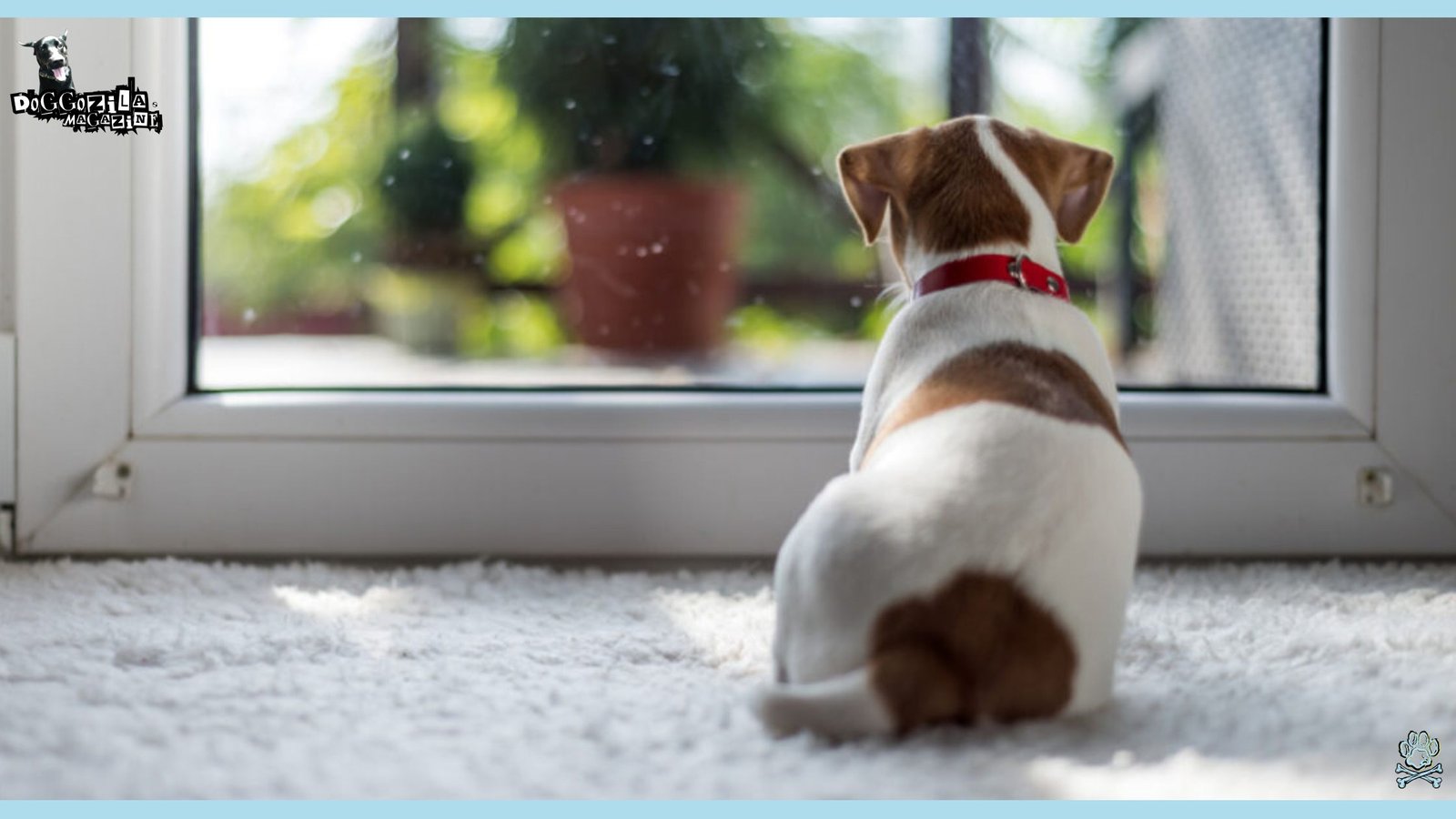 puppy looking through the glass door