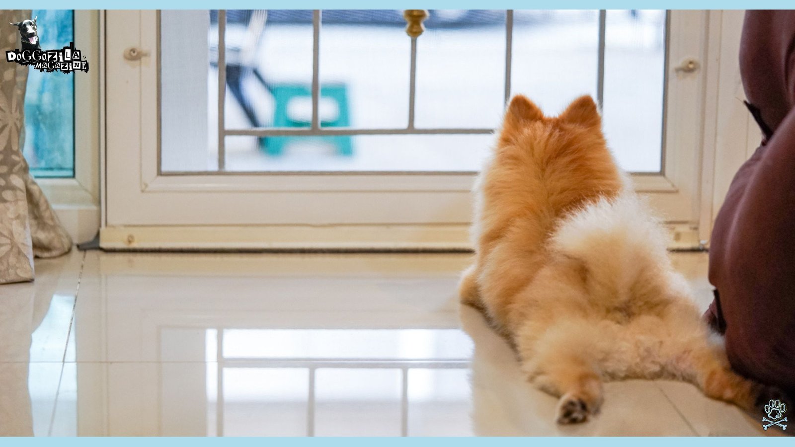 Do Dogs Have Thoughts